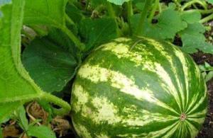 Festive cutting of watermelon and melon How to beautifully decorate a watermelon at home