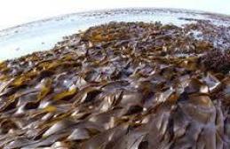Calorie content of seaweed (kelp)