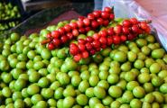 Classic cherry plum tkemali - a simple recipe